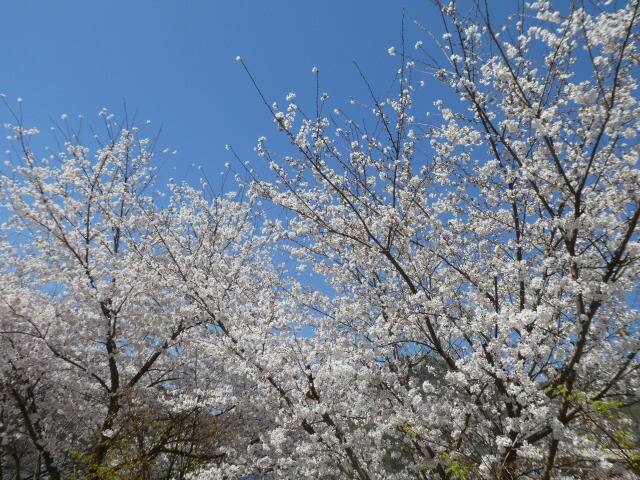 桜　花吹雪